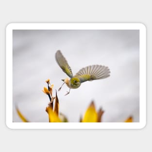 Waxeye in  flight above flowers just feeding on. Sticker